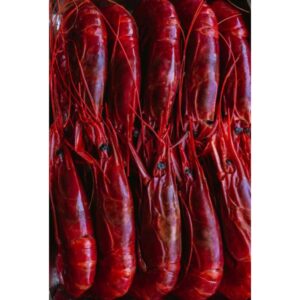 Tôm đỏ Địa trung hải (tôm Carabineros)