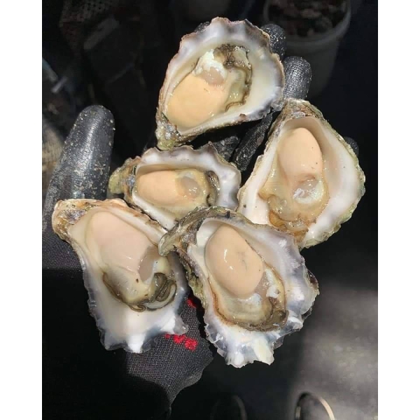 z4759987981947ba2536defba840e0dc601bd65e0052d8-9263 Hàu Miyagi Nhật Bản